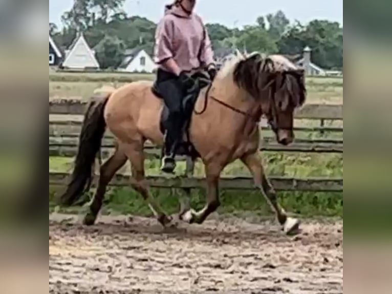 Pony Islandese Stallone 4 Anni 145 cm Falbo in Bergen (NH)