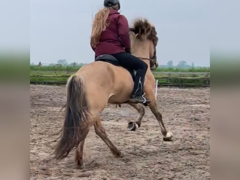 Pony Islandese Stallone 4 Anni 145 cm Falbo in Bergen (NH)