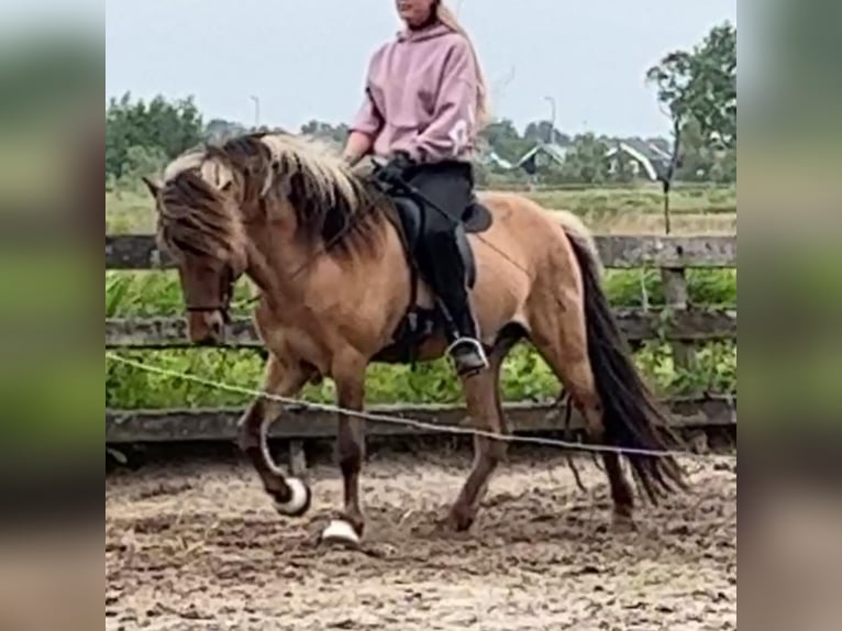 Pony Islandese Stallone 4 Anni 145 cm Falbo in Bergen (NH)