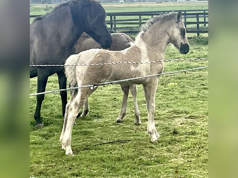 Pony Islandese Stallone 4 Anni 145 cm Falbo in Bergen (NH)