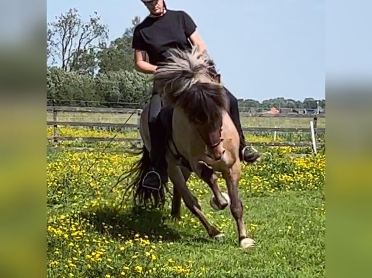 Pony Islandese Stallone 4 Anni 145 cm Falbo in Bergen (NH)