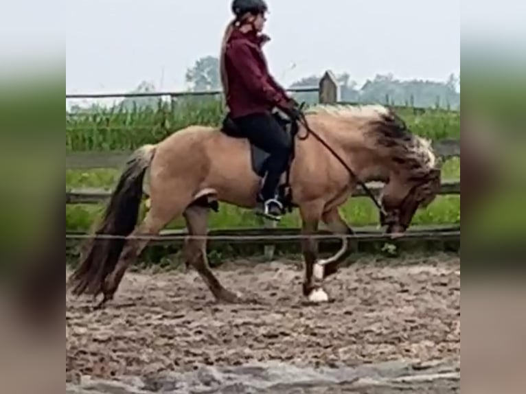 Pony Islandese Stallone 4 Anni 145 cm Falbo in Bergen (NH)