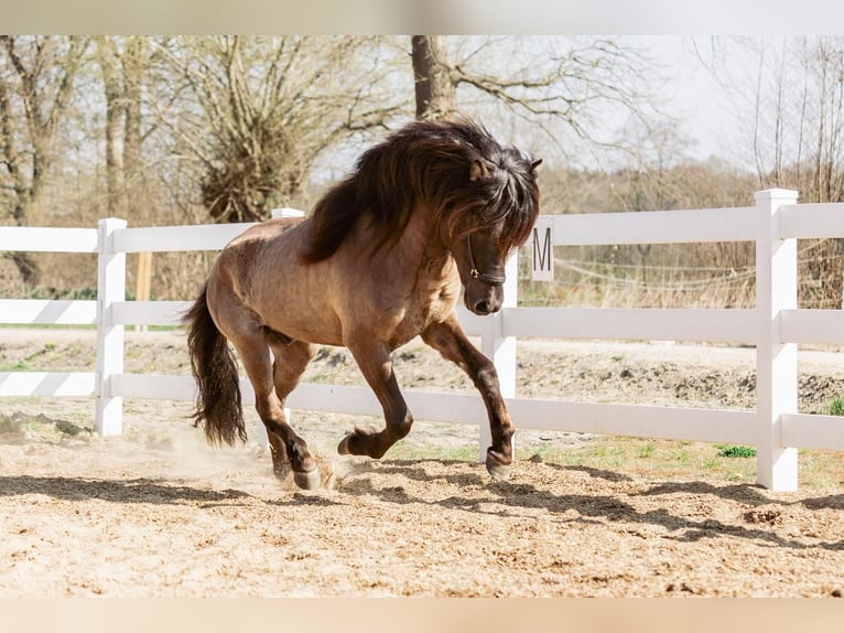Pony Islandese Stallone 4 Anni 146 cm Falbo in Horst