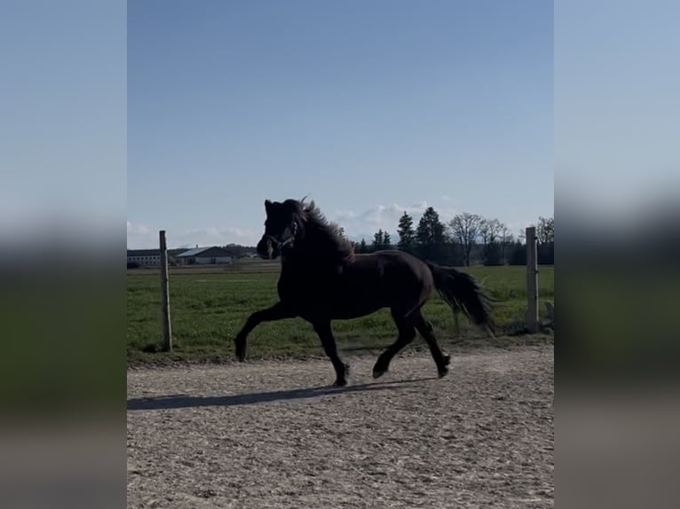 Pony Islandese Stallone 4 Anni 147 cm Morello in Tacherting
