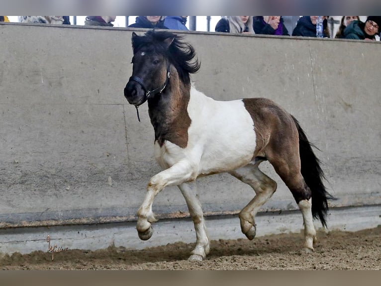 Pony Islandese Stallone 4 Anni 150 cm in Habichtswald