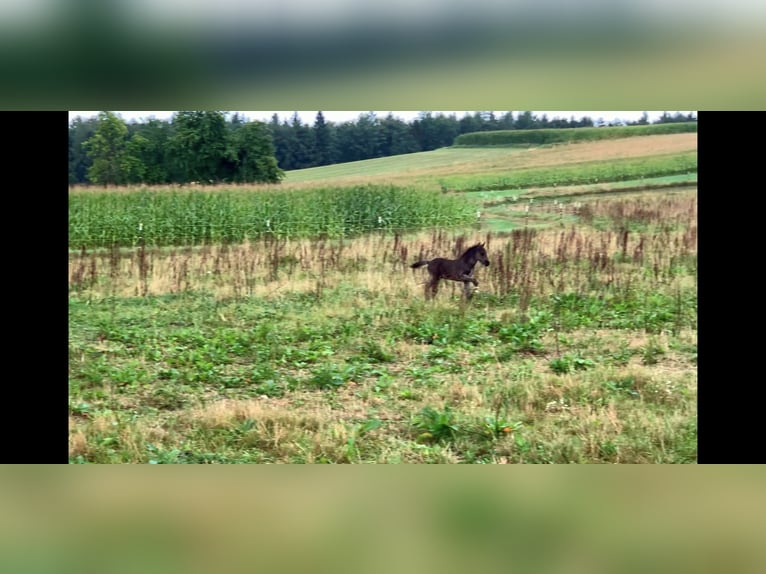 Pony Islandese Stallone 4 Anni Morello in Zell an der Pram