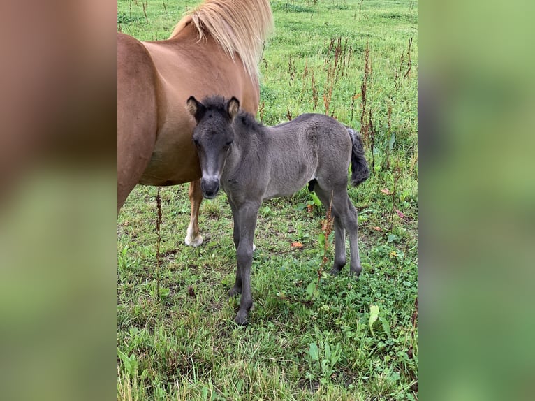 Pony Islandese Stallone 4 Anni Morello in Zell an der Pram