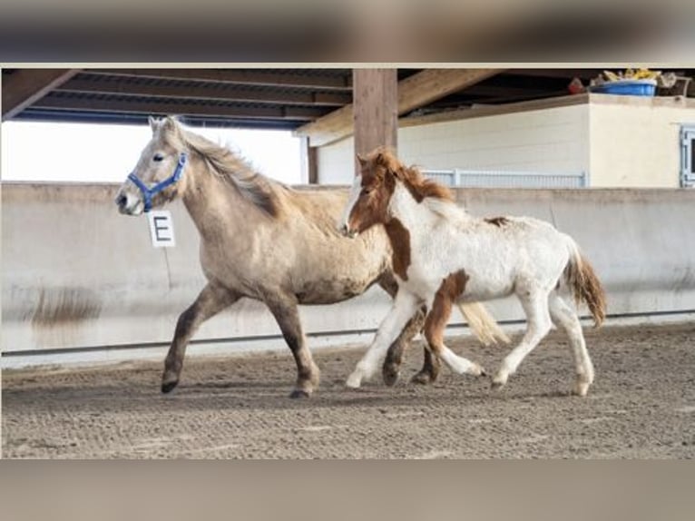 Pony Islandese Stallone 4 Anni Pezzato in Zweibrücken