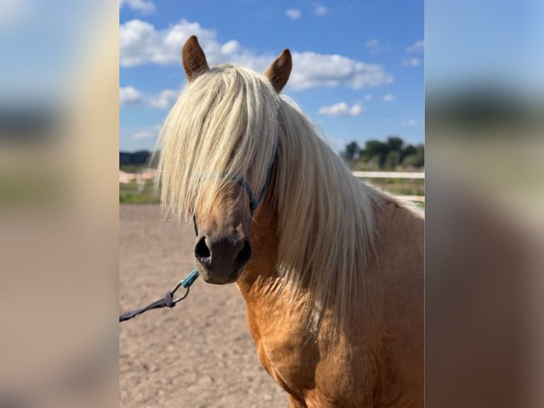 Pony Islandese Stallone 5 Anni 129 cm Palomino in Jurowce