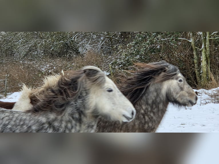 Pony Islandese Stallone 5 Anni 135 cm Grigio pezzato in Rhauderfehn