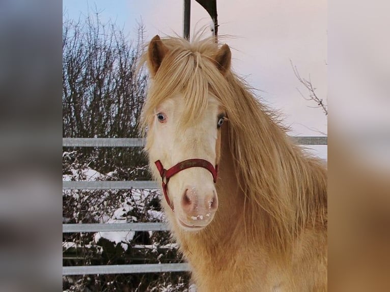 Pony Islandese Stallone 5 Anni 141 cm Palomino in Saarland