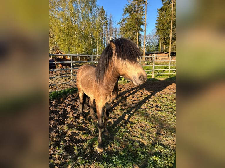 Pony Islandese Stallone 5 Anni 142 cm  in NehmsBlunk