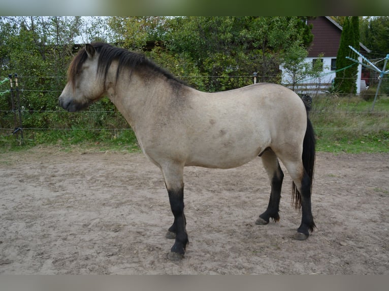 Pony Islandese Stallone 5 Anni 142 cm in NehmsBlunk