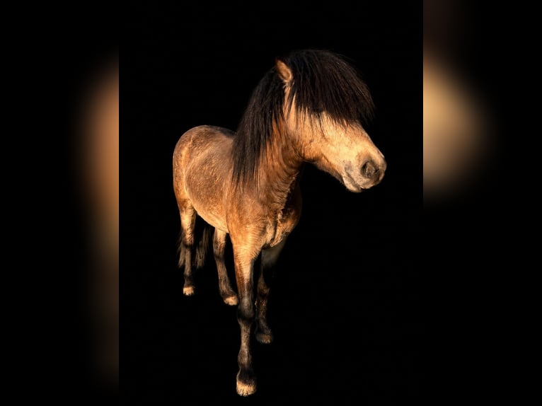 Pony Islandese Stallone 5 Anni 142 cm  in NehmsBlunk