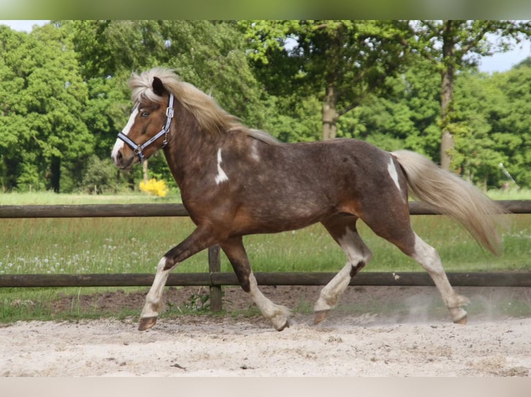 Pony Islandese Stallone 6 Anni 140 cm Pezzato in Neustadt am Rübenberge