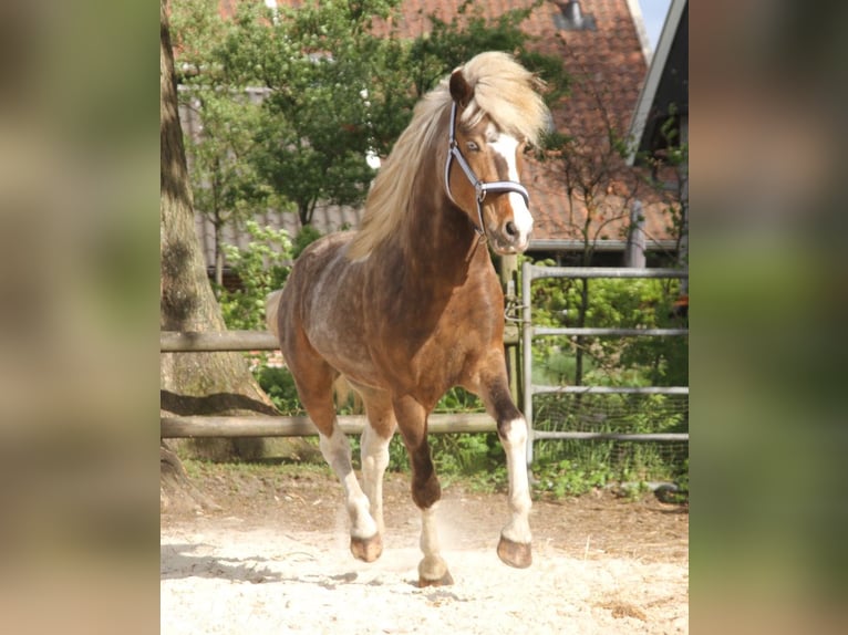 Pony Islandese Stallone 6 Anni 140 cm Pezzato in Neustadt am Rübenberge