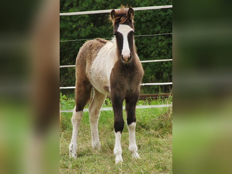 Pony Islandese Stallone 7 Anni 137 cm Pezzato in Saarland