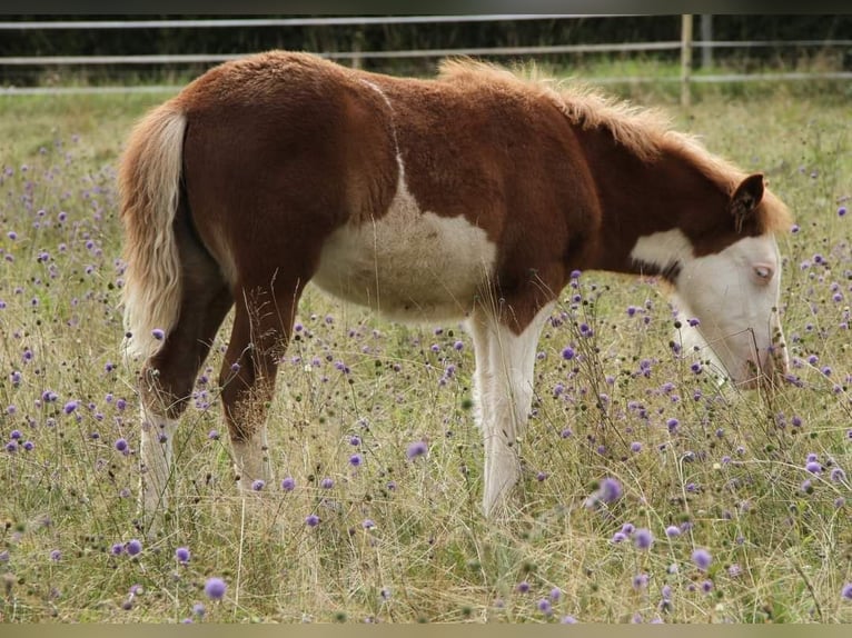 Pony Islandese Stallone 7 Anni 137 cm Pezzato in Saarland