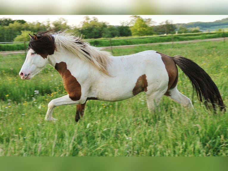 Pony Islandese Stallone 7 Anni 137 cm Pezzato in Saarland