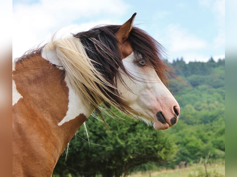 Pony Islandese Stallone 7 Anni 137 cm Pezzato in Saarland