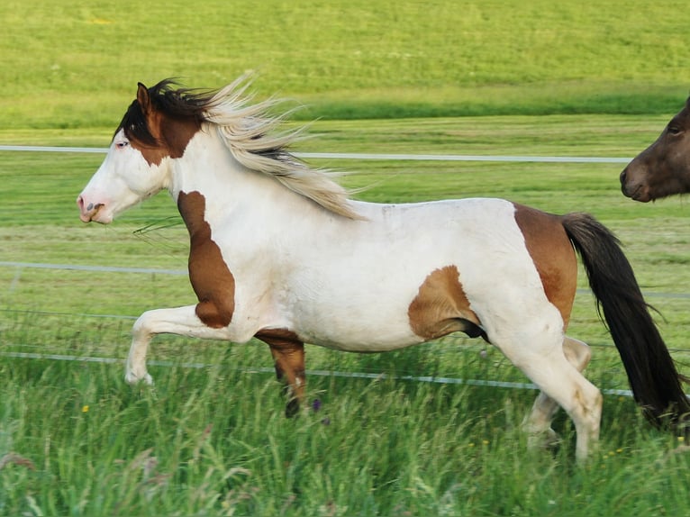 Pony Islandese Stallone 7 Anni 137 cm Pezzato in Saarland