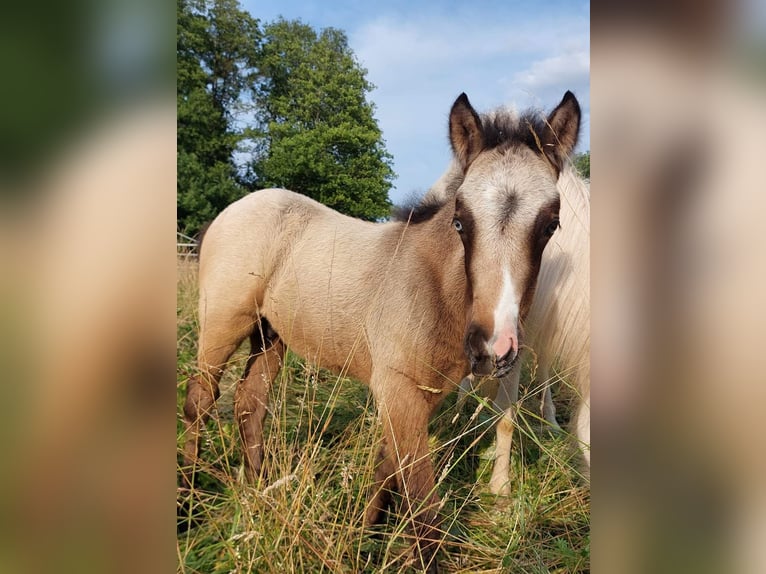 Pony Islandese Stallone 7 Anni 137 cm Pezzato in Saarland