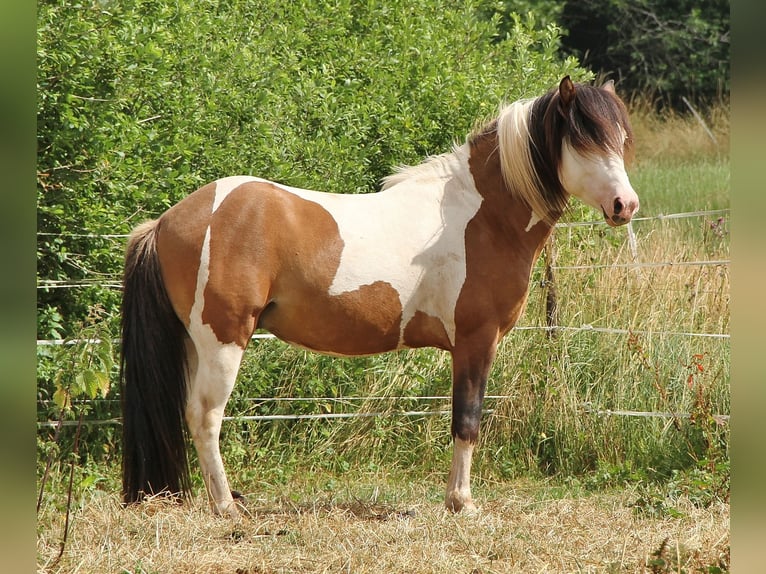 Pony Islandese Stallone 7 Anni 137 cm Pezzato in Saarland