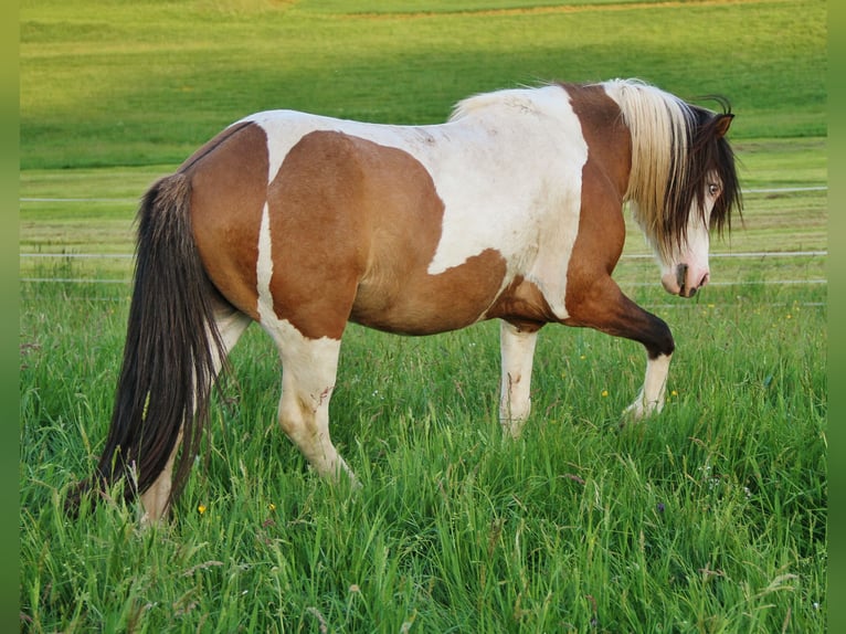 Pony Islandese Stallone 7 Anni 137 cm Pezzato in Saarland