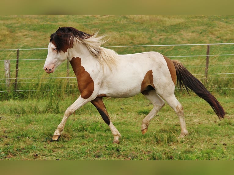 Pony Islandese Stallone 7 Anni 137 cm Pezzato in Saarland