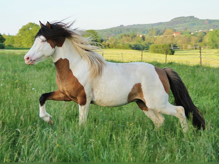 Pony Islandese Stallone 7 Anni 137 cm Pezzato in Saarland