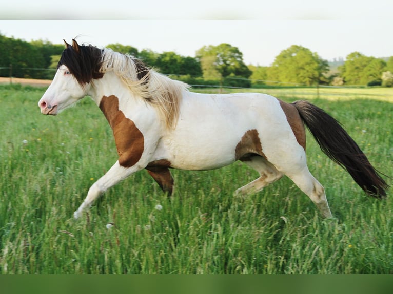 Pony Islandese Stallone 7 Anni 137 cm Pezzato in Saarland
