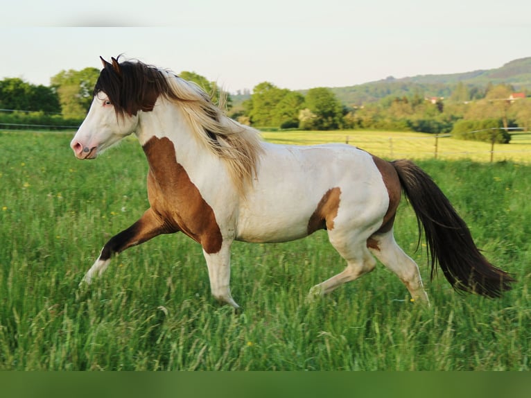 Pony Islandese Stallone 7 Anni 137 cm Pezzato in Saarland