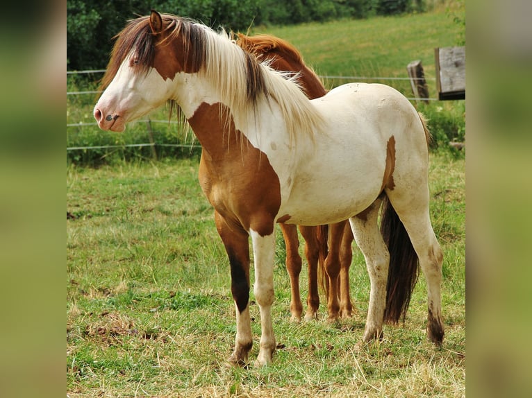 Pony Islandese Stallone 7 Anni 137 cm Pezzato in Saarland