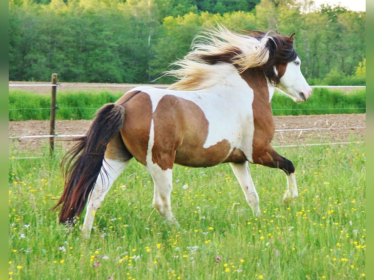 Pony Islandese Stallone 7 Anni 137 cm Pezzato in Saarland