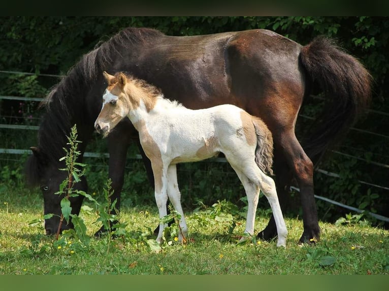 Pony Islandese Stallone 7 Anni 137 cm Pezzato in Saarland