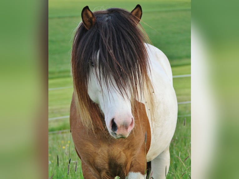 Pony Islandese Stallone 7 Anni 137 cm Pezzato in Saarland