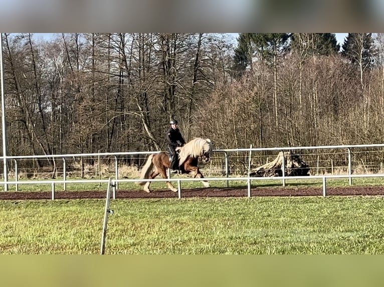 Pony Islandese Stallone 7 Anni 138 cm Sauro in Soltau