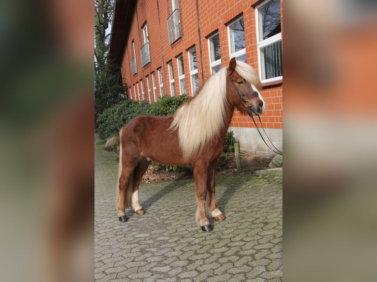 Pony Islandese Stallone 7 Anni 138 cm Sauro in Soltau