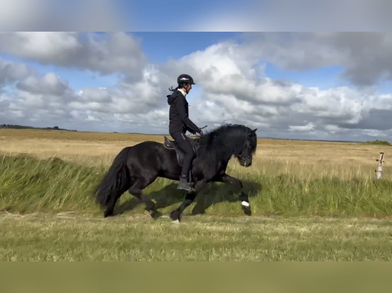Pony Islandese Stallone 7 Anni 147 cm Morello in Stra&#xDF;walchen