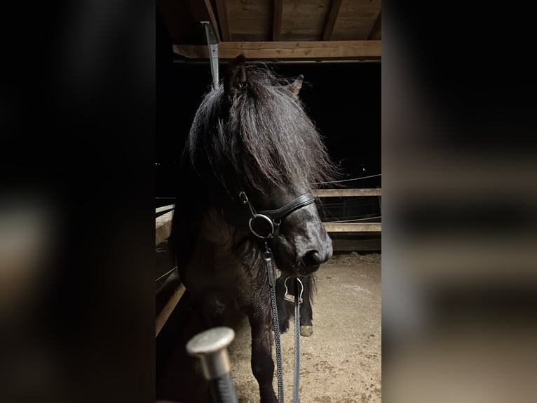 Pony Islandese Stallone 7 Anni 147 cm Morello in Stra&#xDF;walchen