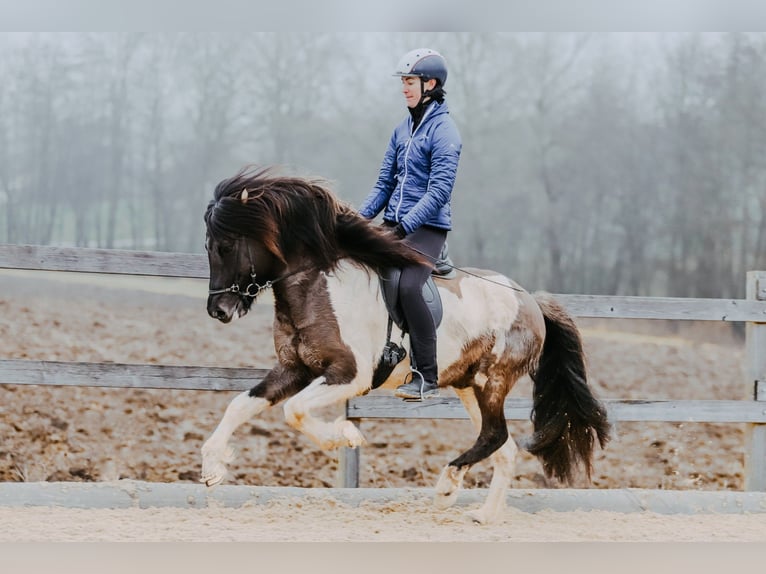 Pony Islandese Stallone 7 Anni 150 cm Pezzato in Taufkirchen an der Trattnach