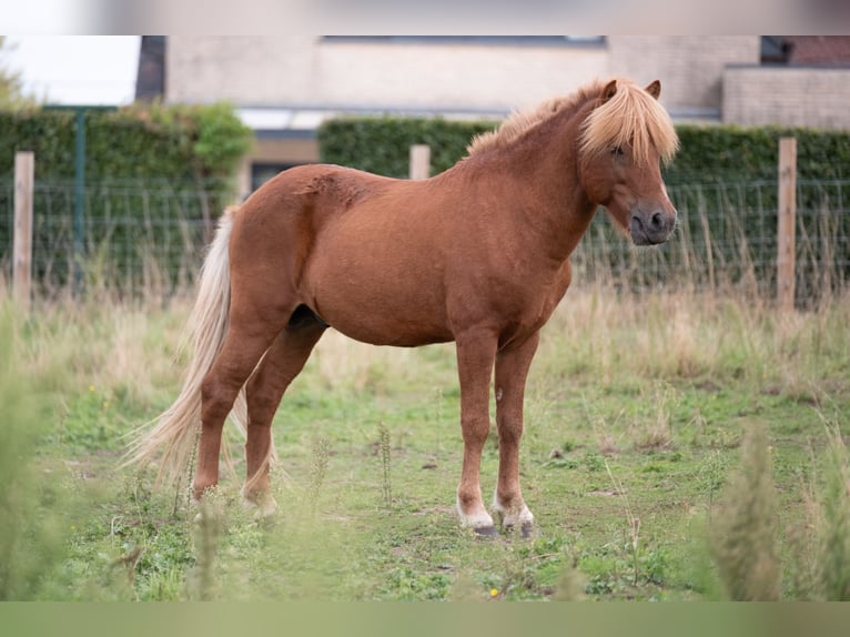 Pony Islandese Stallone 7 Anni Sauro in Geraardsbergen