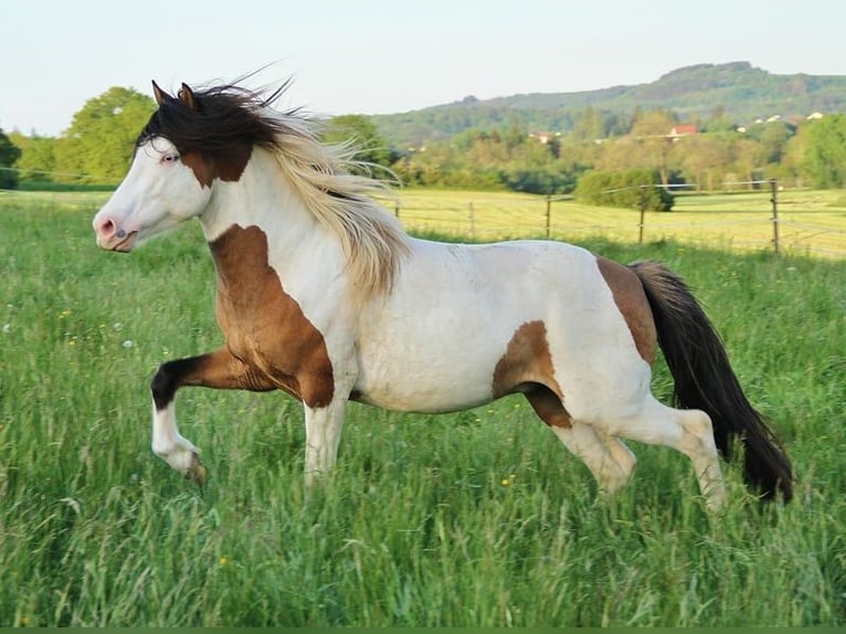 Pony Islandese Stallone 8 Anni 137 cm Pezzato in Saarland