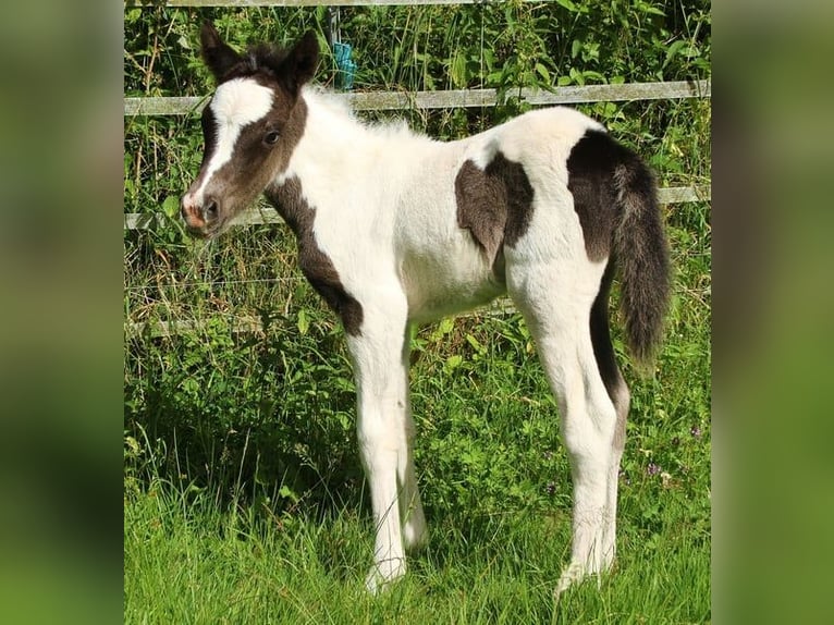 Pony Islandese Stallone 8 Anni 137 cm Pezzato in Saarland