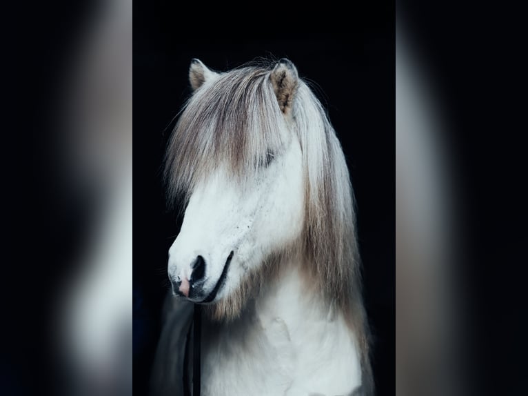 Pony Islandese Stallone 9 Anni 145 cm Grigio in Taufkirchen an der Trattnach