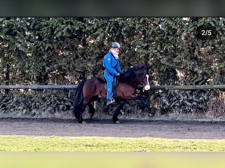 Pony Islandese Stallone Baio in Lebach