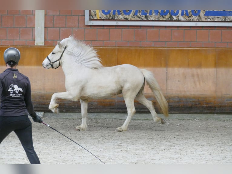 Pony Islandese Stallone Bianco in Euskirchen