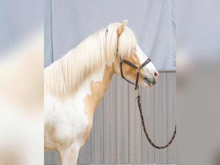 Pony Islandese Stallone in Thuine