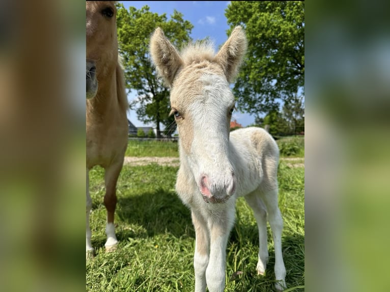 Pony Islandese Stallone in Thuine