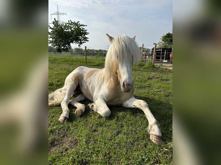 Pony Islandese Stallone in Thuine